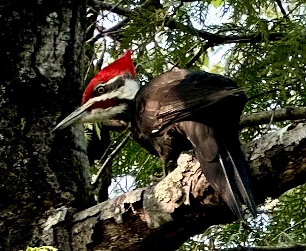 Woodpecker at the Lake